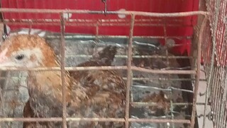 nag iisang alaga ko na sisiw🐓🐓🐓