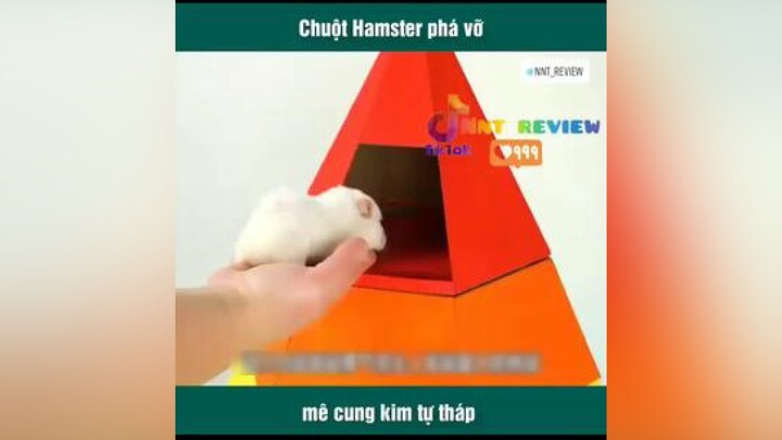 chuột hamster nnt_review reviewphimhay mereviewphim reviewphim