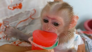 Yummy, Yummy!! Tiny Luca first learns to eat the sweet jelly  Luca's reaction is so hilarious