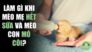 Cách nuôi mèo con mới đẻ khi mèo mẹ hết sữa! |Dayspet