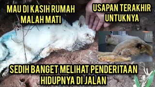 Kucing Liar Cantik Yang Di Gerogoti Belatung Mati Karena Virus Sedih Banget Lihatnya..!