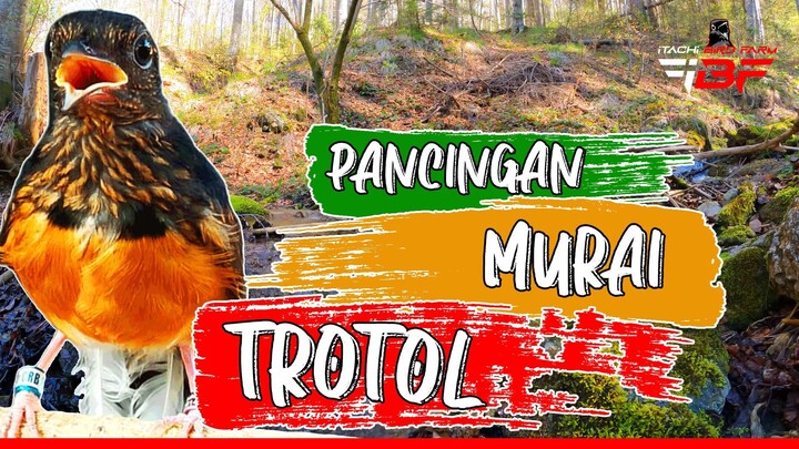 PANCINGAN MURAI BATU TROTOL