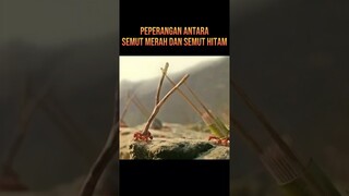 PEPERANGAN SEMUT MERAH DAN SEMUT HITAM #alurceritafilm #film