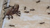 kekompakan semut mengangkat mangsa _ dunia binatang