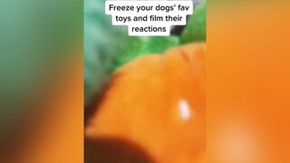 No toys were harmed in the making of this video 😇 dogsoftiktok heatwaveuk dogtoys