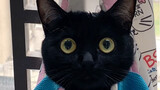 养了一年的黑猫，洗完澡居然变成白猫了？？？