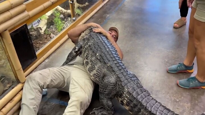 What is like having a walk with a 2.6-meter crocodile?