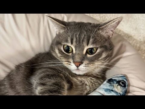 😂 Funniest Cats and Dogs Videos 😺🐶 || 🥰😹 Hilarious Animal Compilation №416