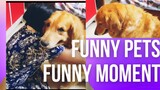 My dog funny moments 😁 funny pets / funny dog videos..