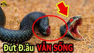 🔴Rợn Người Rắn Đứt Đầu Vẫn Há Miệng Cắn Liên Tục Và Những Sinh Vật Mất Đầu Vẫn Sống Nhăn Răng