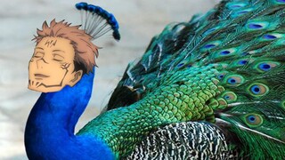 [Jujutsu Kaisen]Uncle Su Nuo’s peacock in full bloom