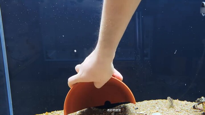 Sau khi Tiêu Nham mất đi sự bảo vệ của vị hôn thê cấp năm, lần này Tiêu Nham có bị thương nặng không