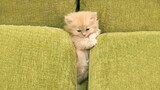 Cute Baby Cats - The funniest kitten videos that will make you laugh