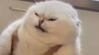 Những chiếc mèo lên cơn kiểu (>▽<)