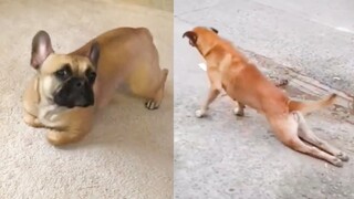 Try Not To Laugh Challenge with Poor Dog - Funny Dog Trick Compilation