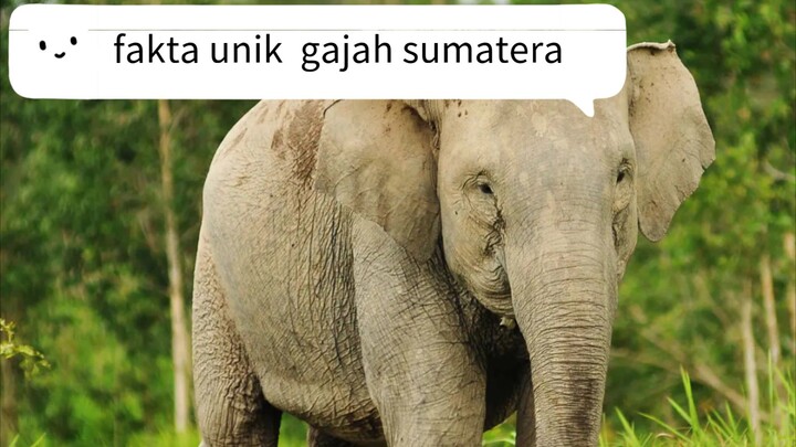 mau tau fakta unik mari mampir,😉😉😉