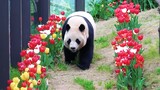 Panda sangat harmonis dengan bunga? Pasti karena bunga tidak enak