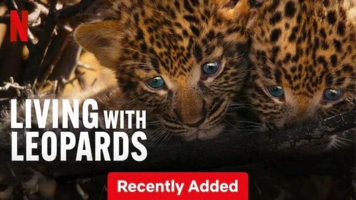 Living with Leopards 2024: Link in description