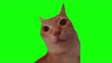 Cat Staring And Turning Red Green Screen / Kızaran Kedi Yeşil Perde