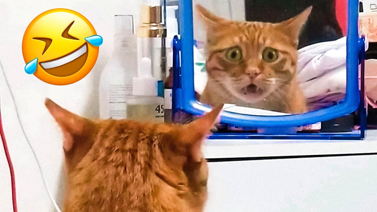 Funniest Dogs And Cats Videos π
- Best Funny Animal Videos 2022 π #9 - Bilibili Funniest Dogs And Cats Videos π
- Best Funny Animal Videos 2022 π #9 - Bilibili