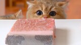 [ASMR] Cats Eating Raw Meat (Tuna, Beef, Chicken, Etc)