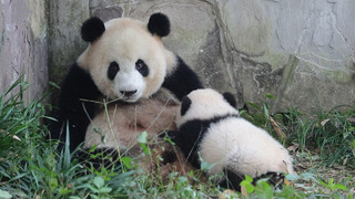 [Hewan] [Panda Mang Zai] Mang Zai Kecil Nyusu