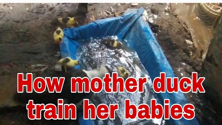 How Mother Duck train her babies in DYI pool