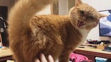[Animals]The unique hoarse sound of my cat