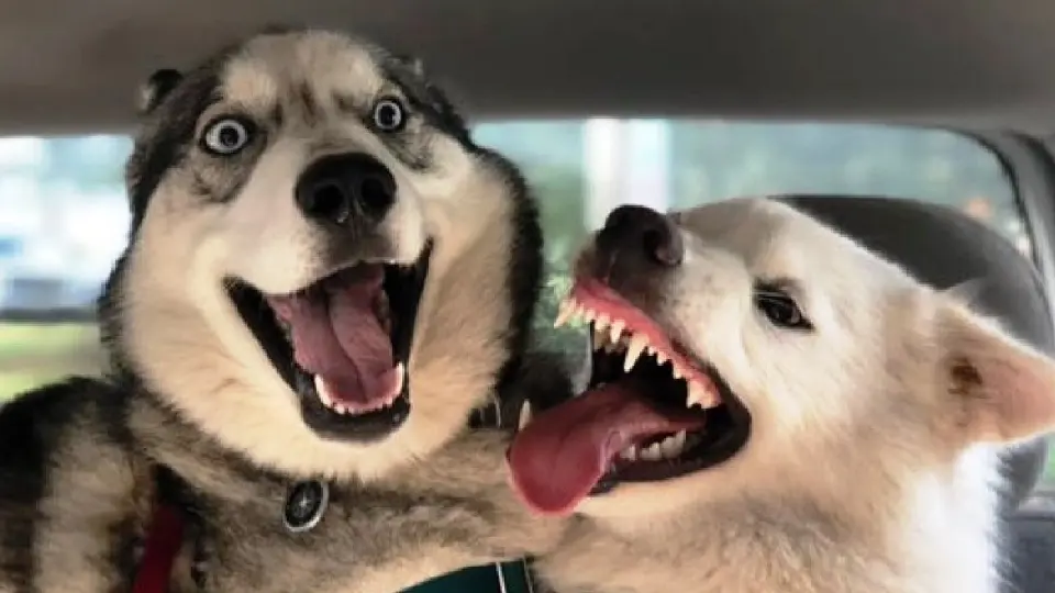 Funny animals - Funny cats / dogs - Funny animal videos 139 - Bilibili Funny animals - Funny cats / dogs - Funny animal videos 139 - Bilibili