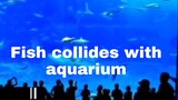 Fish collides with aquarium