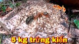 Bắt Sống Rắn Hổ Mang Hung Dữ Trong Nhà Hoang | Phát Hiện Ổ Trứng Kiến Khổng Lồ | Đại 87 Vùng Cao