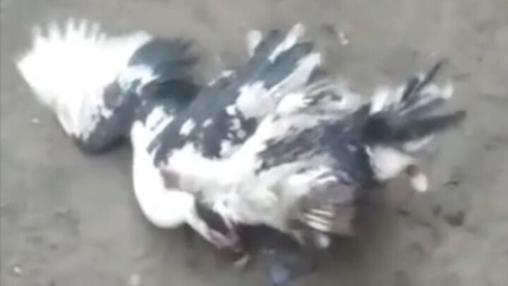 BEBEK SELINGKUH