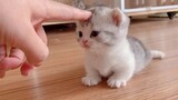 Cute Kittens Can Walk Some First Steps