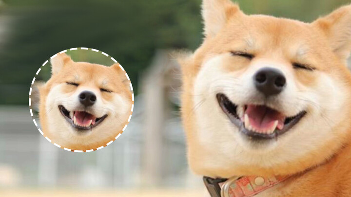 Things you should know about your Shiba Inu dog