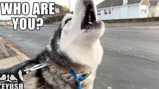 เมื่อสุนัขเห่าใส่ My Husky เขากลับพูดจาสุภาพ!