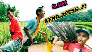 SI ALEX KENA APESS...!!! | FILM SUNDA PENDEK