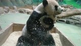 Panda Tuantuan yang super lucu setelah badai berlalu