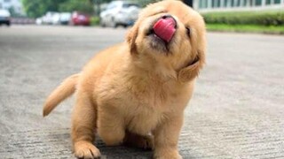 Funniest & Cutest Golden Retriever Puppies 13- Funny Puppy Videos 2020