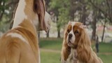 สรุปหนัง Ep30 หนังเรื่องนี้ไม่ใช่หนังฮีโร่แต่เป็นหนังรักๆของหมา Underdog ยอดสุนัขพิทักษ์โลก