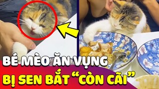 Bé mèo MON MEN ăn vụng, lúc bị Sen BẮT QUẢ TANG thì gân cỗ lên cãi làm ai cũng PHÌ CƯỜI 🤣 Gâu Đần