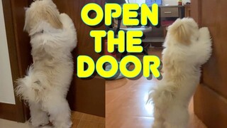 Cute Shih tzu Puppy Knows How To Open And Close The Door