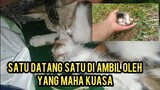 Astagfirullah Kucing Sedih Anaknya Mati Belum Rela Di Kubur Masih Berusaha Membangunkannya Kembali.!