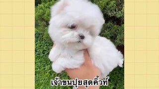 เพื่อนตัวน้อยแสนซน : เจ้าขนปุยสุดคิ้ว์