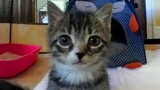 [Video Panorama] Kucing Kecil Ada di Sisimu