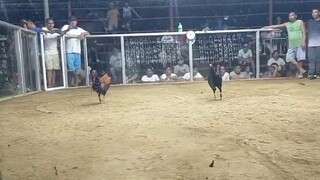 sweater poncan vs Boston hatch 🐔