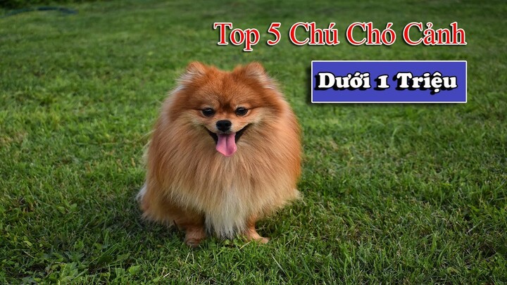 TOP 5 GIỐNG CHÓ CẢNH GIÁ RẺ DƯỚI 1 TRIỆU