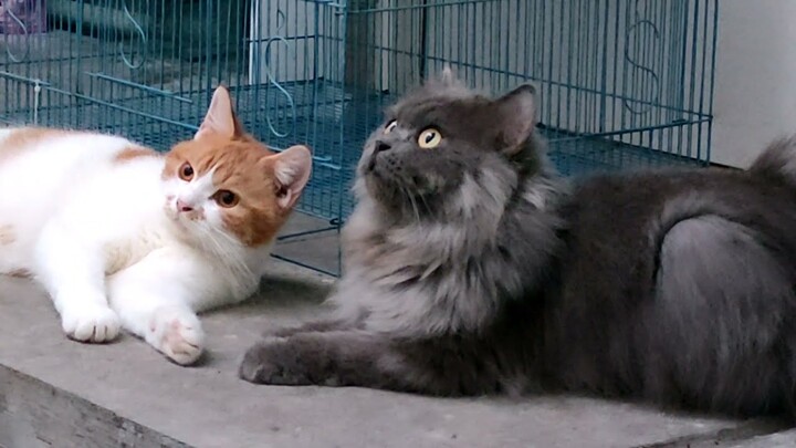 Keseruan Kucing di Pagi Hari