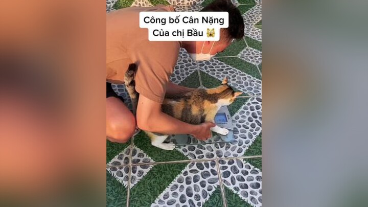 hợp lý chưa vậy các bạn, hay là cân bị hư 🤔 Vlog ducminhts catsky xadoan mèo