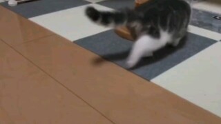 【萌猫/沙雕日常】生活沙雕名场面——萌猫沙雕日常vlog1