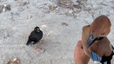 Even pet bird gets jealous over owner